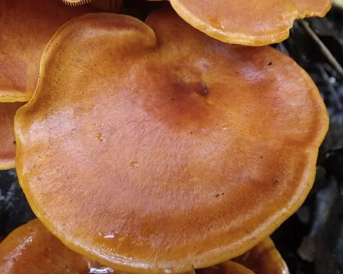 Világító tölcsérgomba - Omphalotus olearius