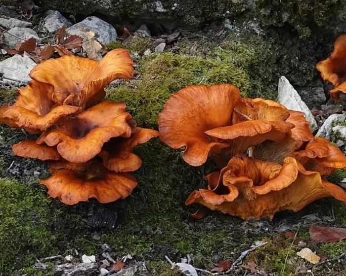 Világító tölcsérgomba - Omphalotus olearius