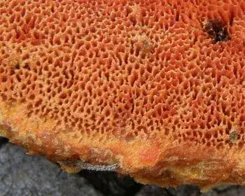 Zinnoberfarbener Tramete - Pycnoporus cinnabarinus