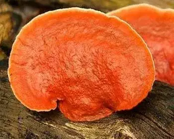 Zinnoberfarbener Tramete - Pycnoporus cinnabarinus