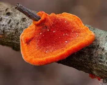 Zinnoberfarbener Tramete - Pycnoporus cinnabarinus