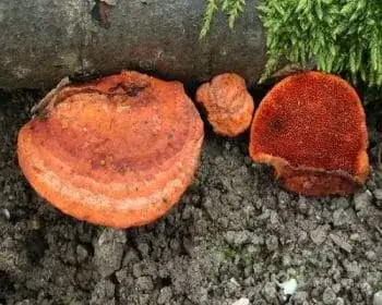 Zinnoberfarbener Tramete - Pycnoporus cinnabarinus