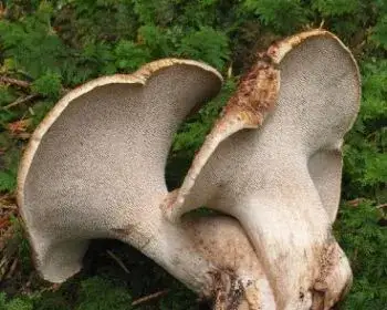 Schuppiger Stacheling - Sarcodon imbricatum