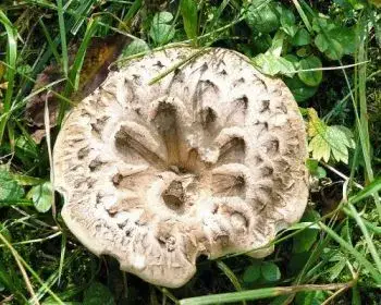 Schuppiger Stacheling - Sarcodon imbricatum