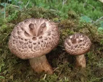 Schuppiger Stacheling - Sarcodon imbricatum