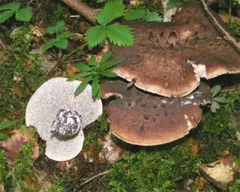 Schuppiger Stacheling - Sarcodon imbricatum