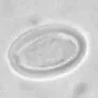 Spore image mushroom spore image