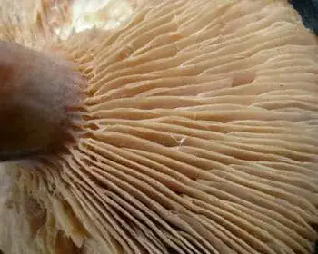 Fenugreek Milkcap