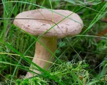 Fenugreek Milkcap