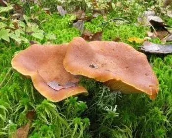 Fenugreek Milkcap