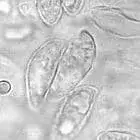 mushroom spore image