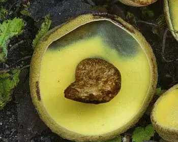 Alder Bolete