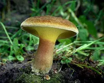 Alder Bolete