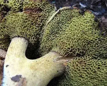 Parasitic Bolete - Pseudoboletus parasiticus