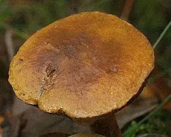Parasitic Bolete - Pseudoboletus parasiticus