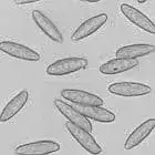mushroom spore image