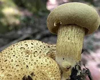 Parasitic Bolete - Pseudoboletus parasiticus
