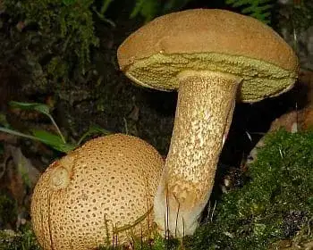 Parasitic Bolete - Pseudoboletus parasiticus