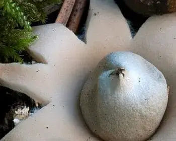 Gezeichneter Erdstern - Geastrum fimbriatum
