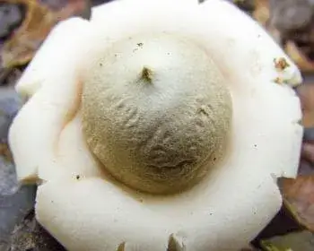 Gezeichneter Erdstern - Geastrum fimbriatum