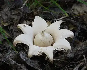 Gezeichneter Erdstern - Geastrum fimbriatum
