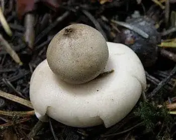 Gezeichneter Erdstern - Geastrum fimbriatum