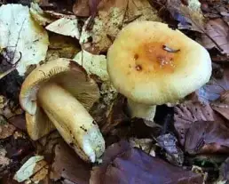 Fakó galambgomba