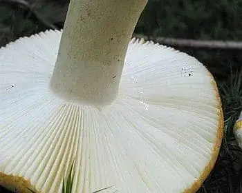 Blassgelber Täubling - Russula ochroleuca