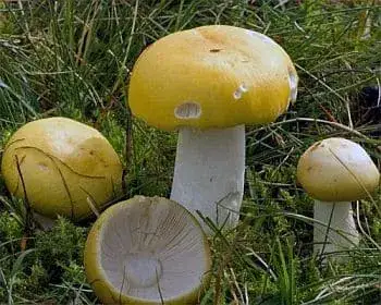 Blassgelber Täubling - Russula ochroleuca