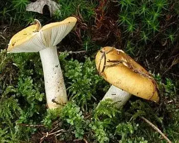 Blassgelber Täubling - Russula ochroleuca