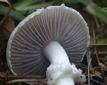 Feketéslemezű harmatgomba - Stropharia melanosperma