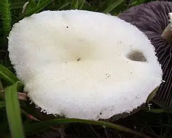 Feketéslemezű harmatgomba - Stropharia melanosperma