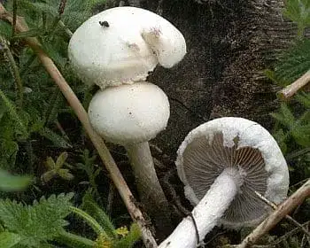 Feketéslemezű harmatgomba - Stropharia melanosperma