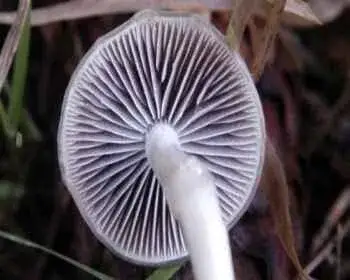 Dung Roundhead - Stropharia semiglobata