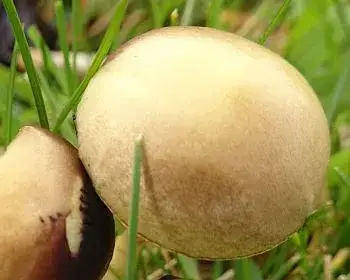Dung Roundhead - Stropharia semiglobata