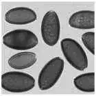Spore image mushroom spore image