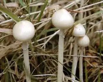 Dung Roundhead - Stropharia semiglobata