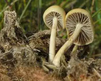 Dung Roundhead - Stropharia semiglobata