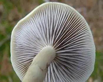 Fenyő-kénvirággomba - Hypholoma capnoides