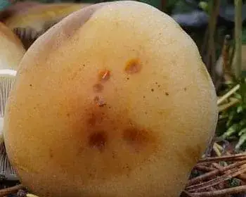 Fenyő-kénvirággomba - Hypholoma capnoides
