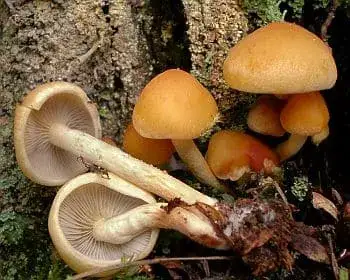 Fenyő-kénvirággomba - Hypholoma capnoides