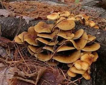 Fenyő-kénvirággomba - Hypholoma capnoides