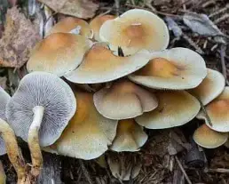 Fenyő-kénvirággomba