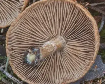 Erd-Risspilz - Inocybe terrigena
