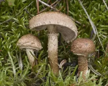 Erd-Risspilz - Inocybe terrigena