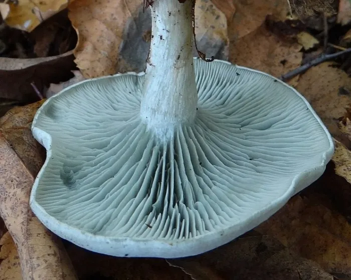 Anis-Trichterling - Clitocybe odora