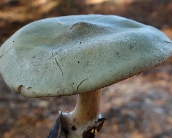 Anis-Trichterling - Clitocybe odora