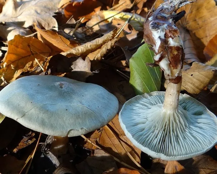 Anis-Trichterling - Clitocybe odora