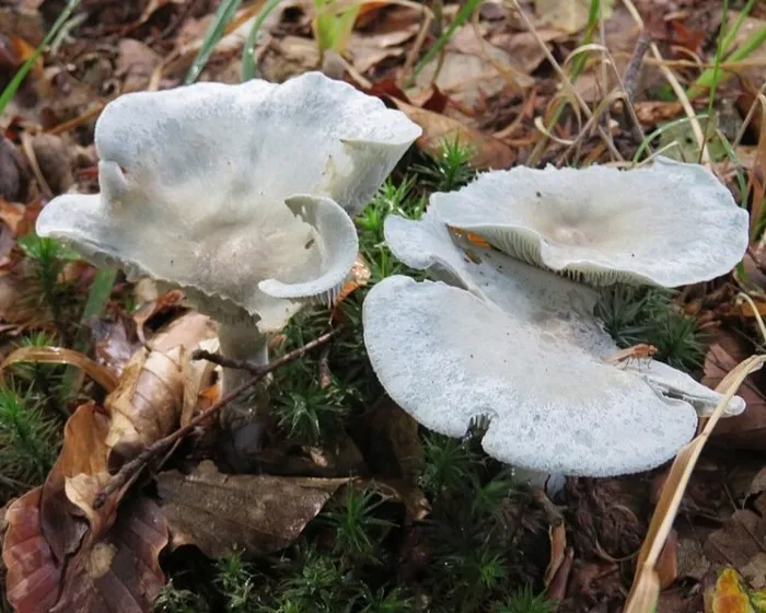 Anis-Trichterling - Clitocybe odora