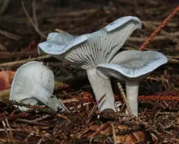 Zöld ánizsgomba